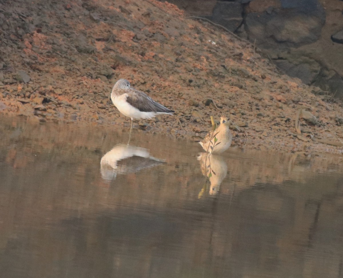 Pacific Golden-Plover - ML637551255
