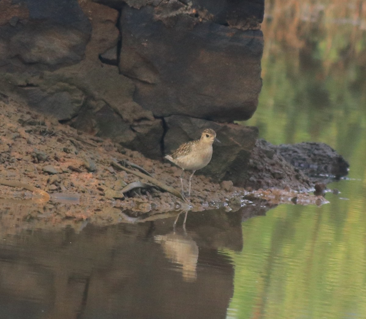 Pacific Golden-Plover - ML637551256