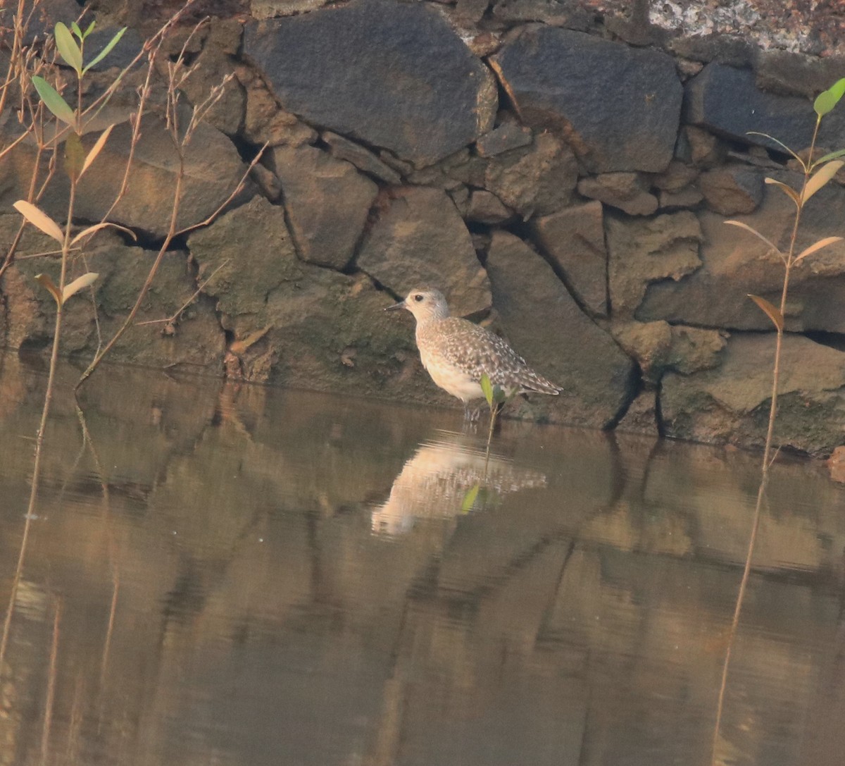 Pacific Golden-Plover - ML637551257