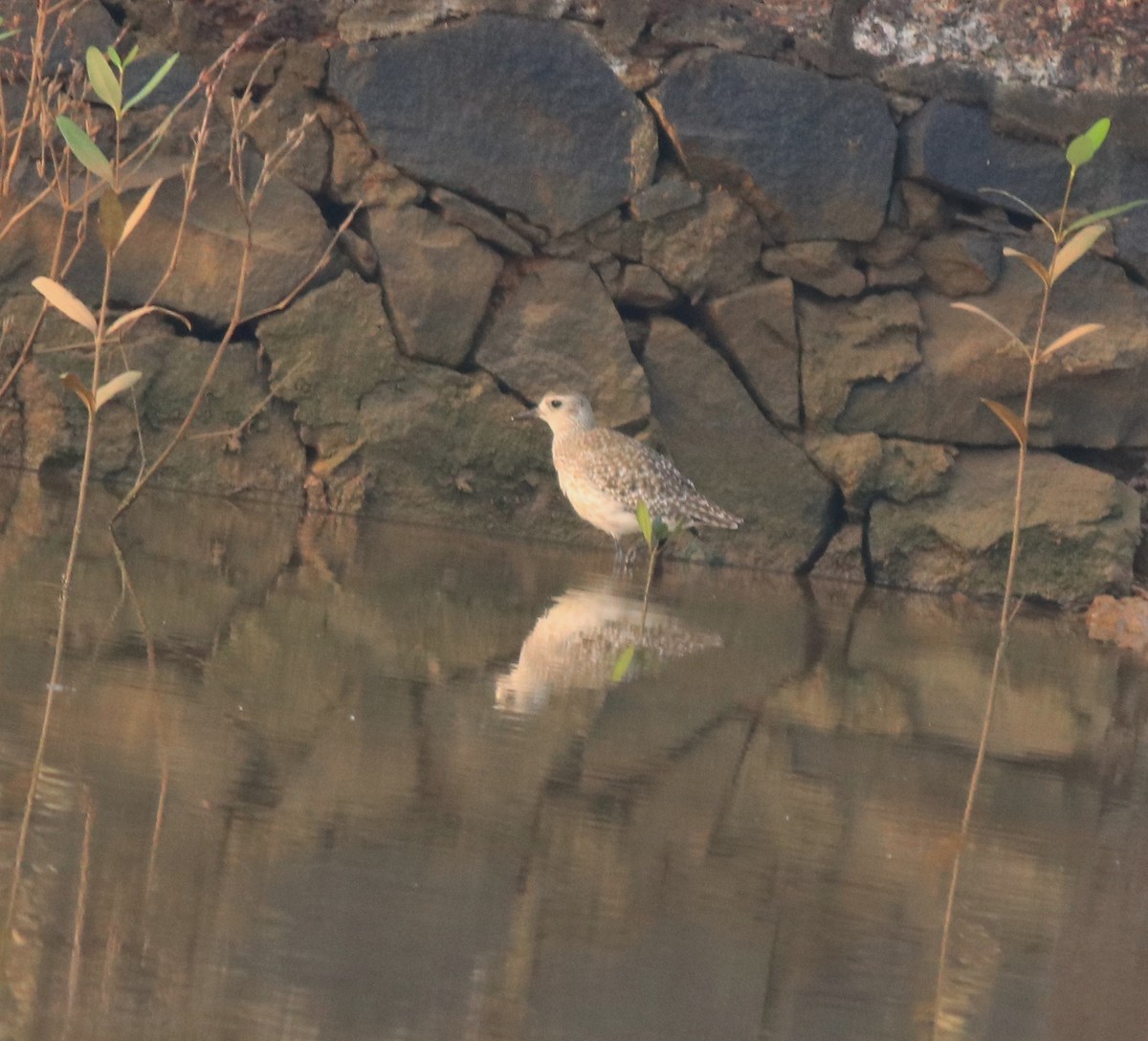 Pacific Golden-Plover - ML637551258