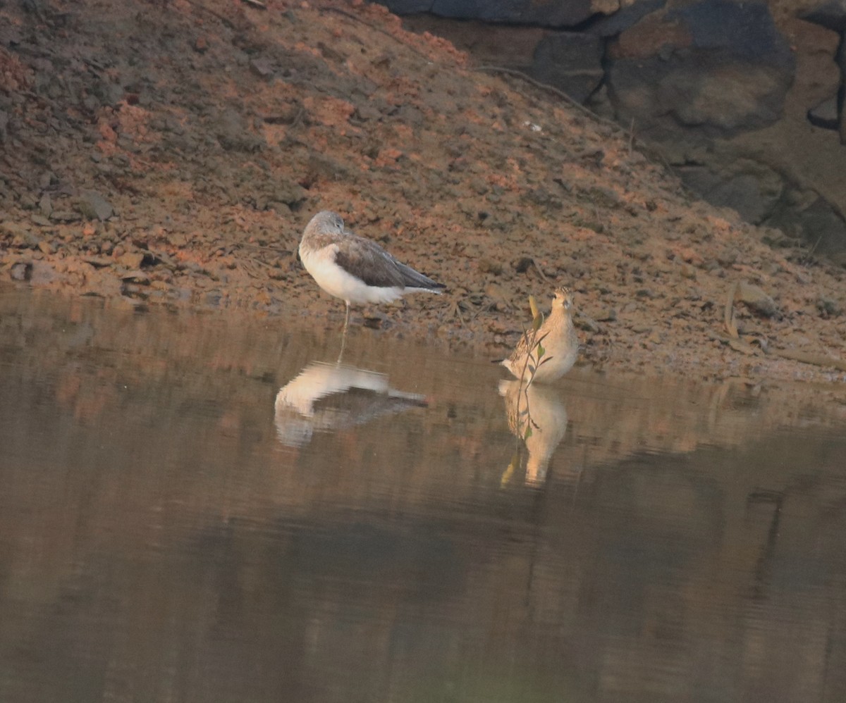 Pacific Golden-Plover - ML637551259