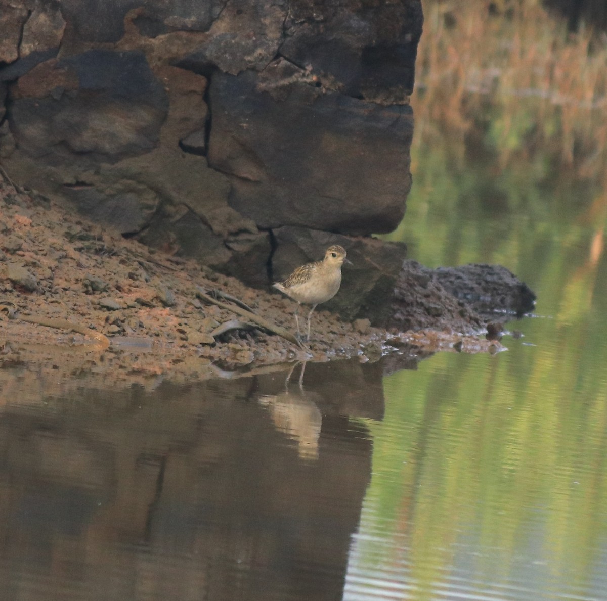 Pacific Golden-Plover - ML637551260