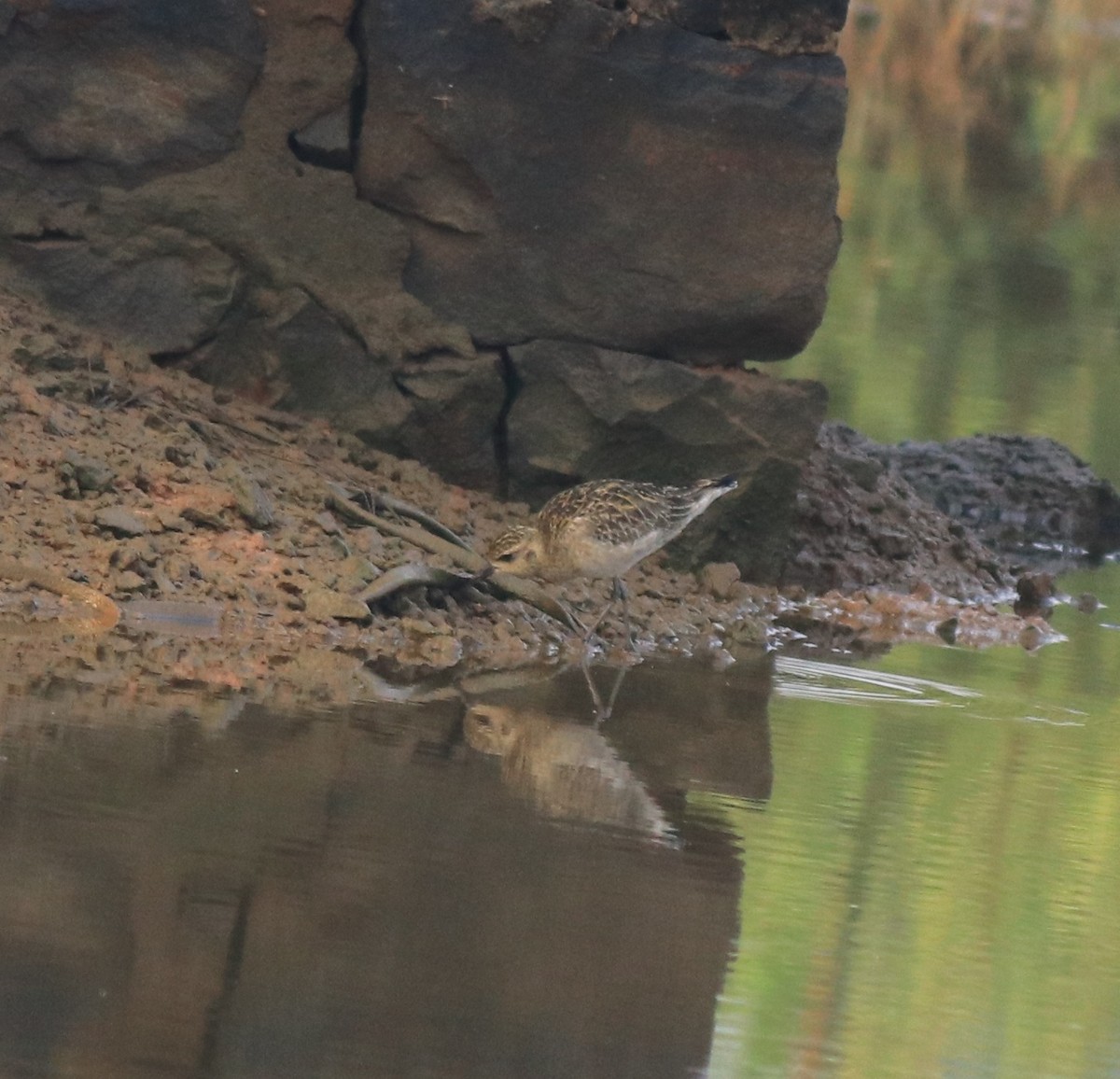 Pacific Golden-Plover - ML637551261