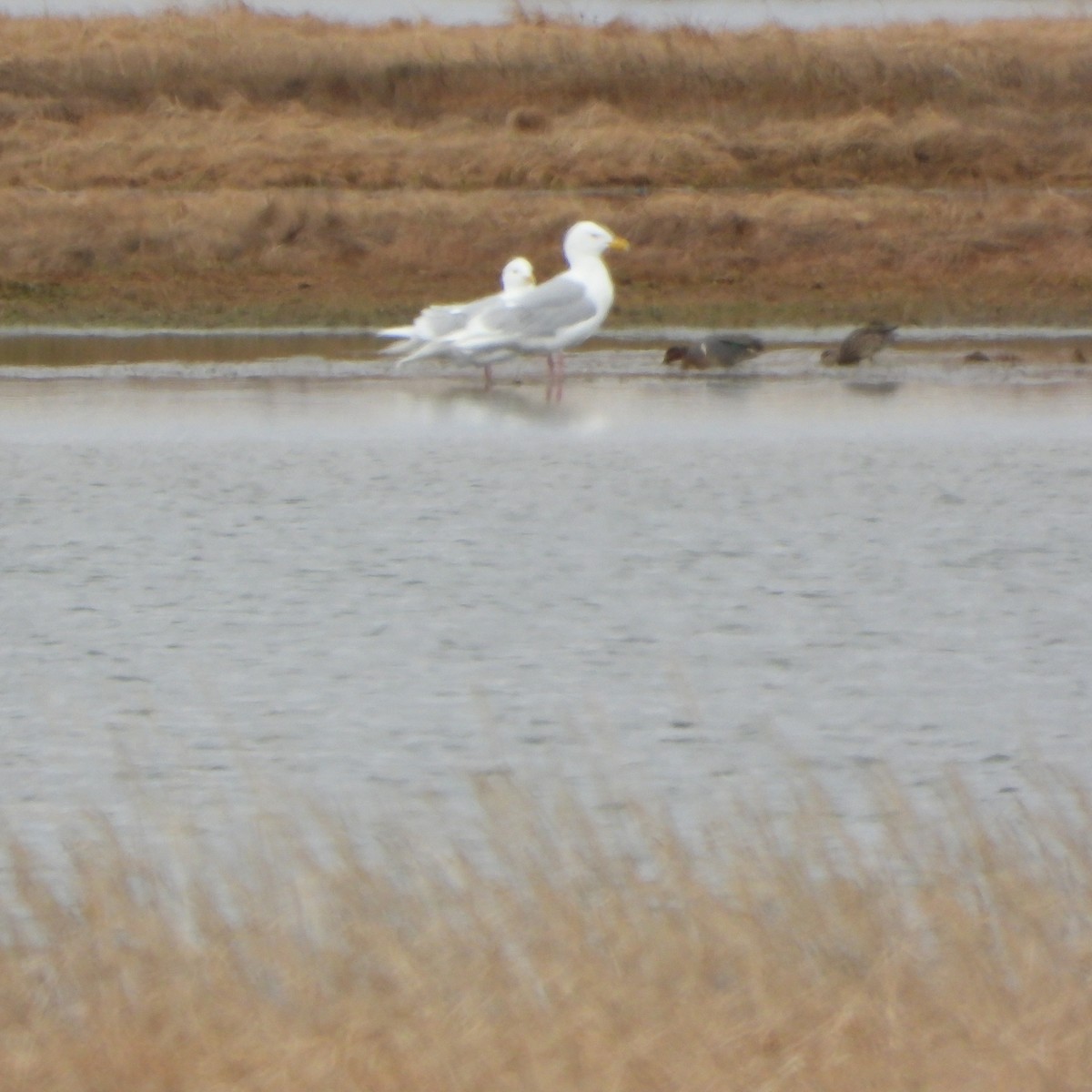 Glaucous-winged Gull - ML637551298