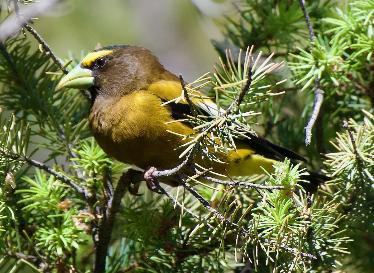 Evening Grosbeak - ML637551304