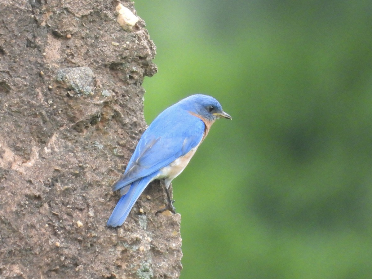 Eastern Bluebird - ML637551309