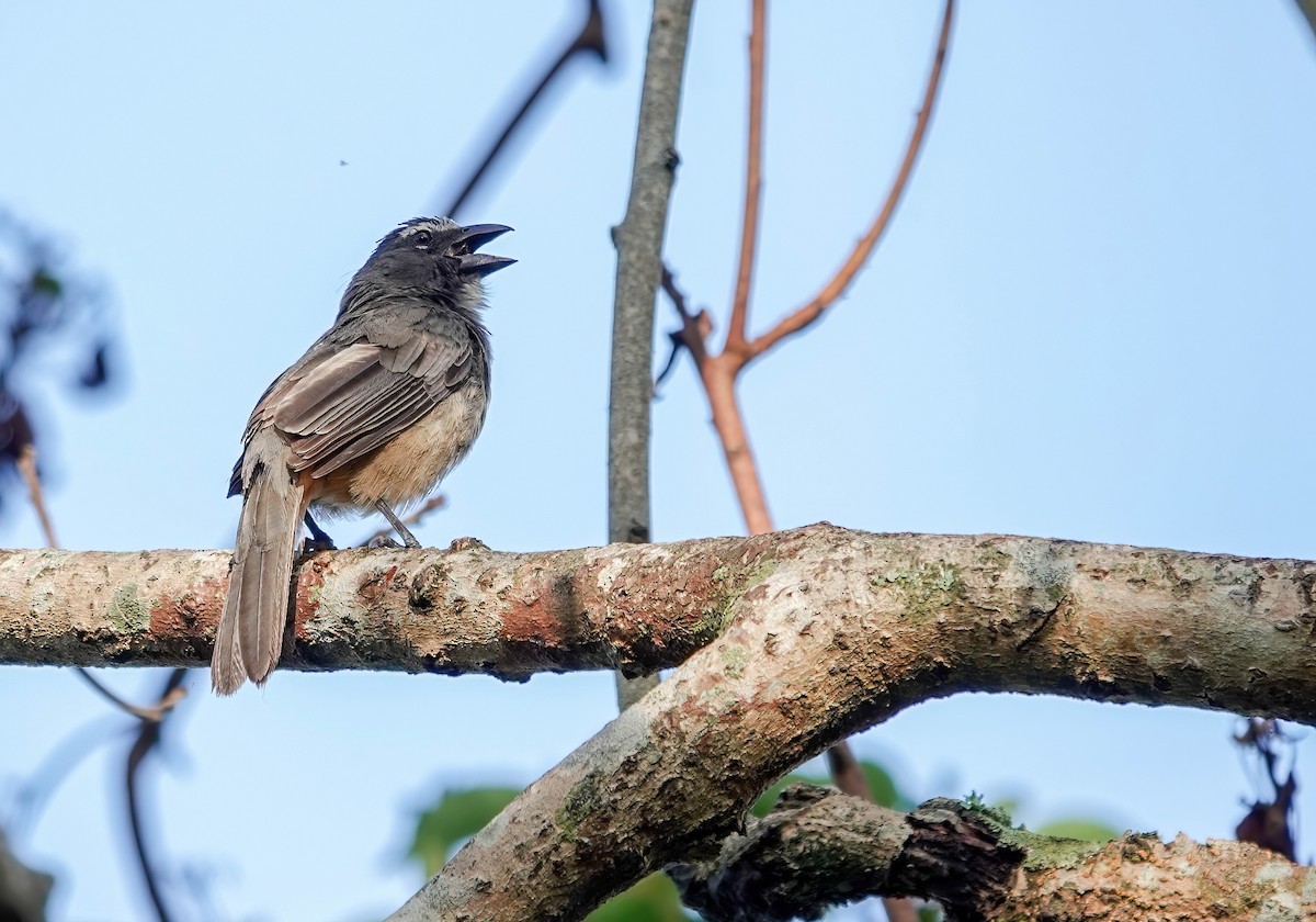 Cinnamon-bellied Saltator - ML637551426