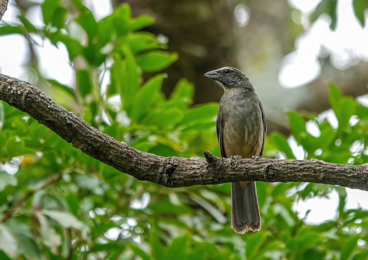 Cinnamon-bellied Saltator - ML637551439