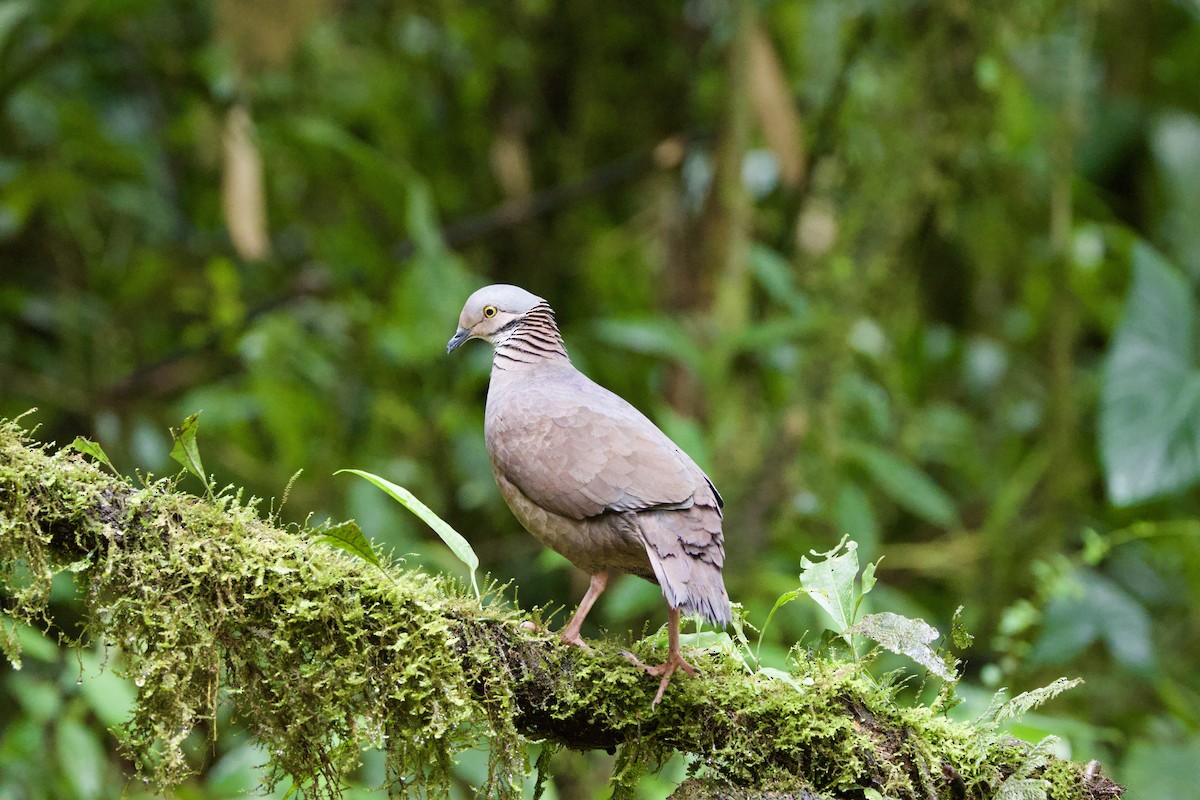 White-throated Quail-Dove - ML637551483