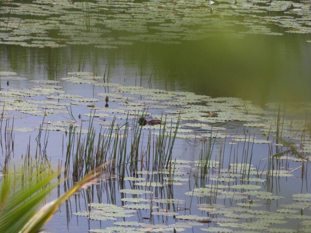 Masked Duck - ML637551485
