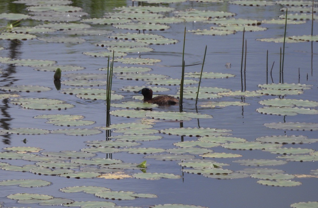Masked Duck - ML637551488