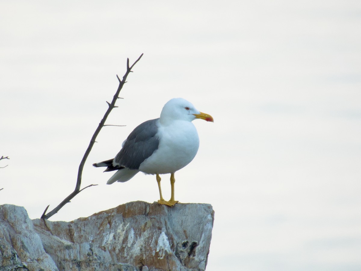 Yellow-legged Gull - ML637551555