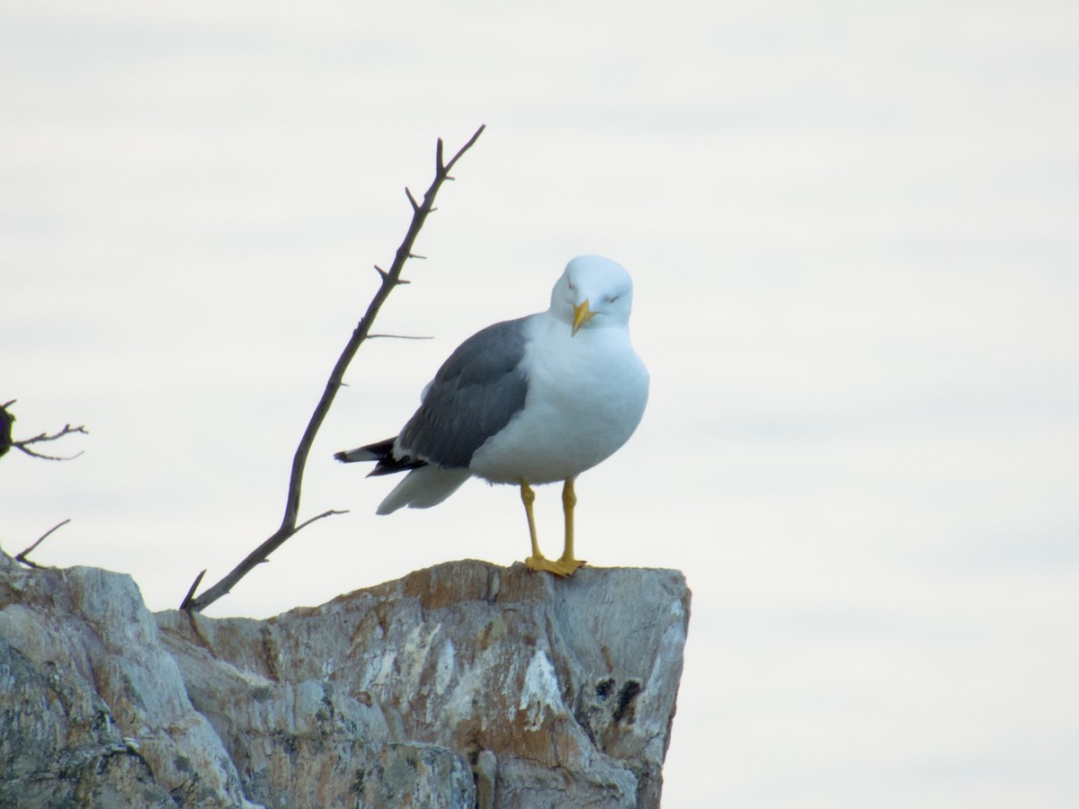 Yellow-legged Gull - ML637551556
