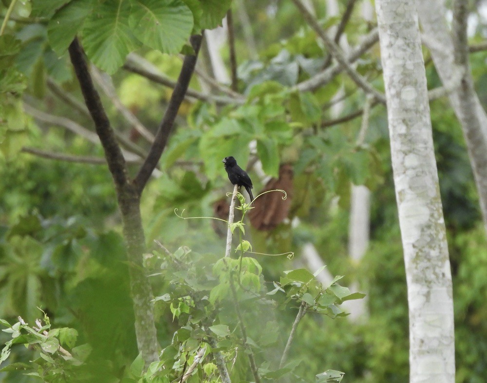 Black-billed Seed-Finch - ML637551558