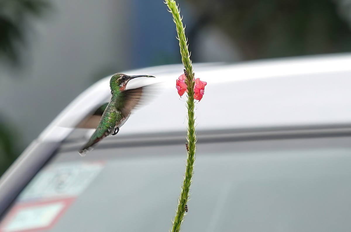 Green-breasted Mango - ML637551580