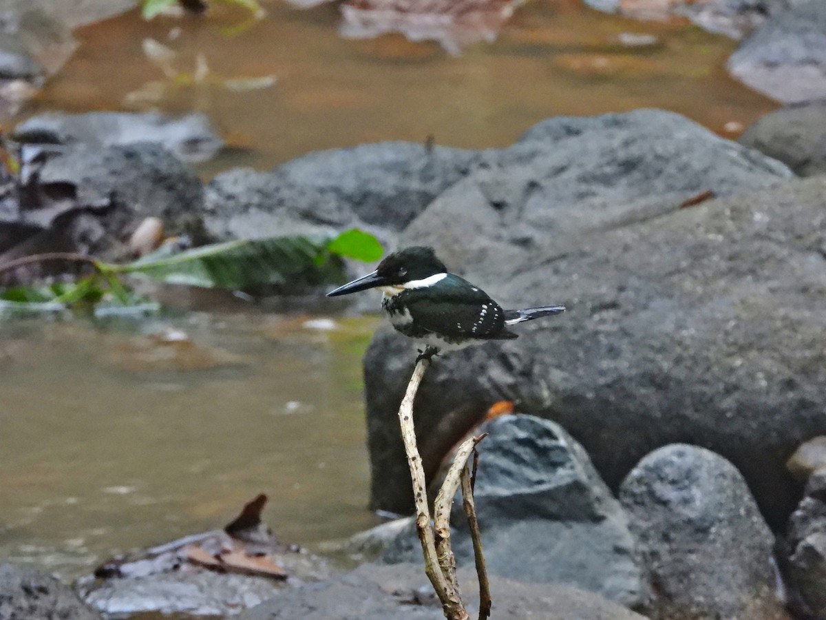 Green Kingfisher - ML637551585