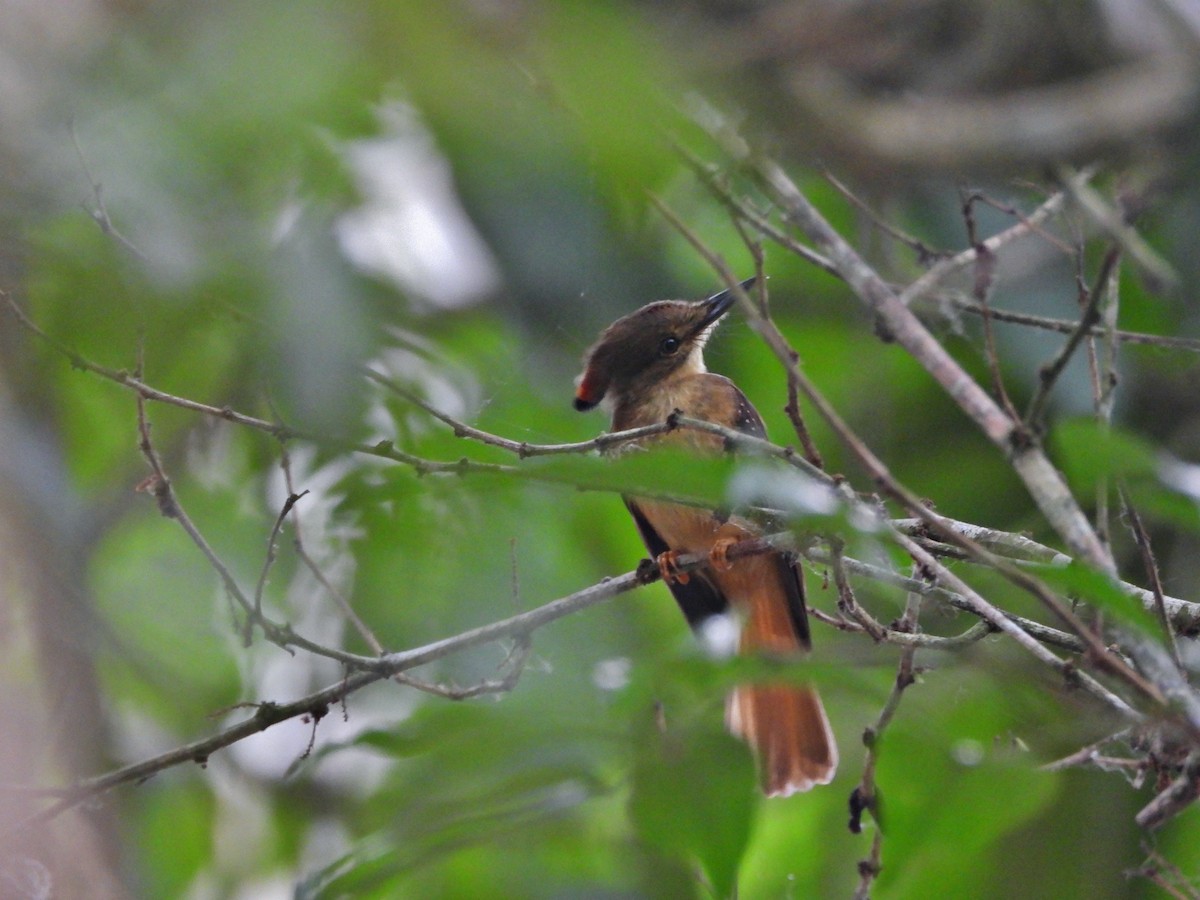 Tropical Royal Flycatcher - ML637551710