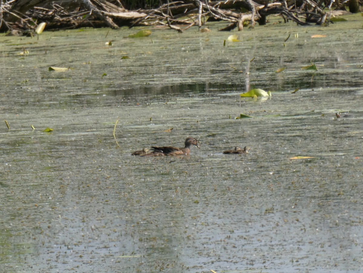 Wood Duck - ML637551718
