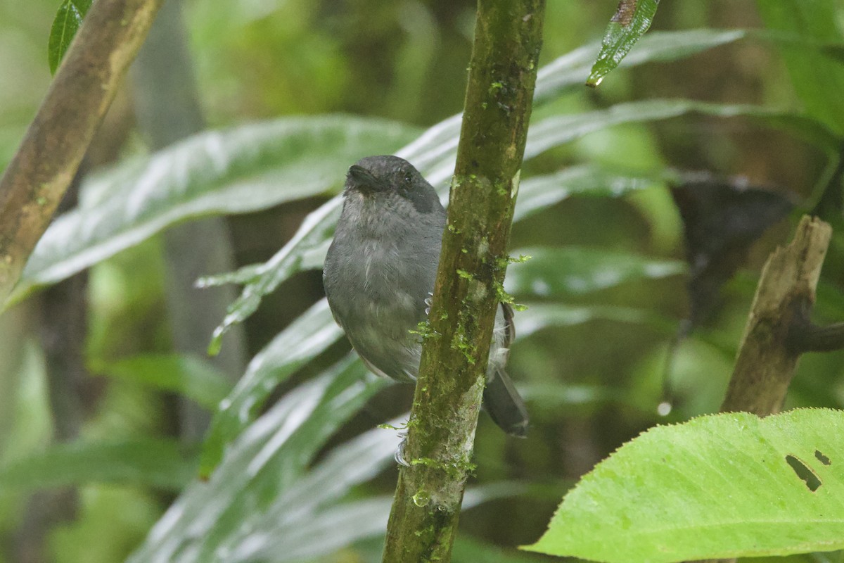 Parker's Antbird - ML637551727