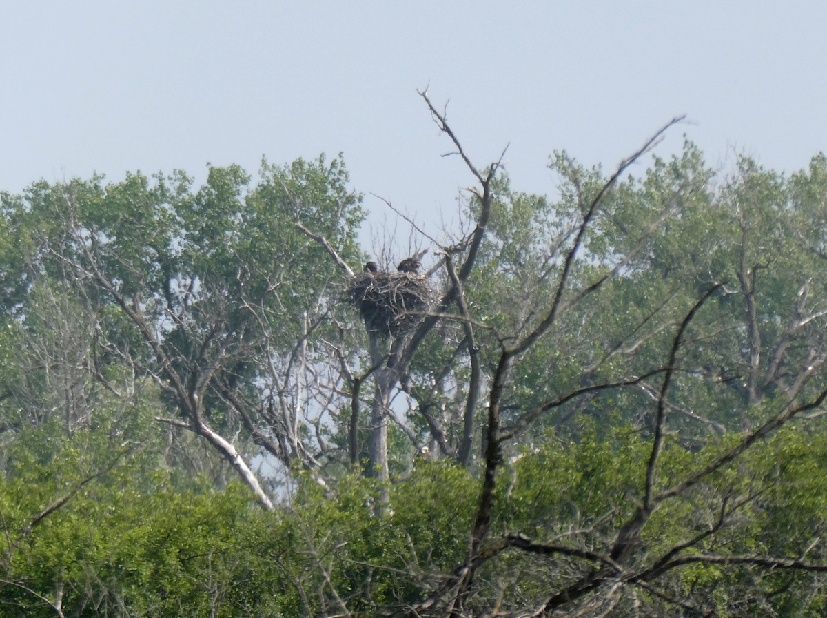 Bald Eagle - ML637551729
