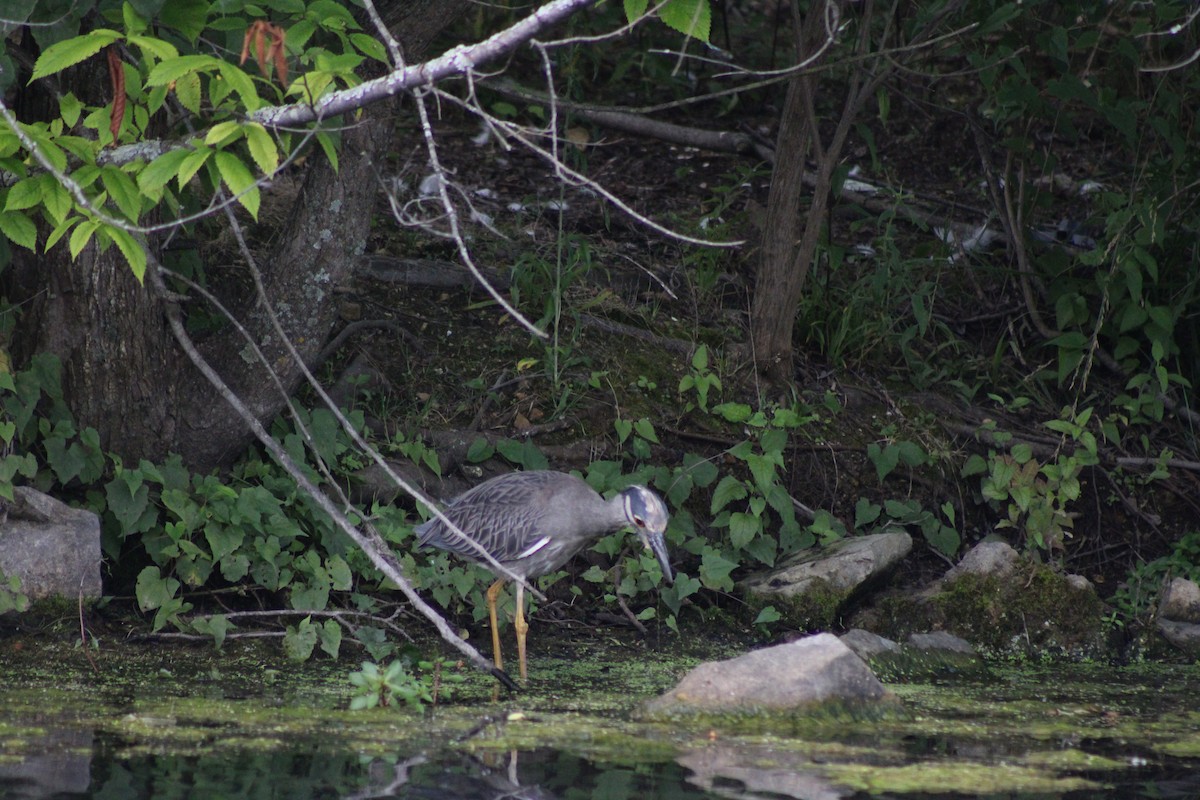 Yellow-crowned Night Heron - ML637551782