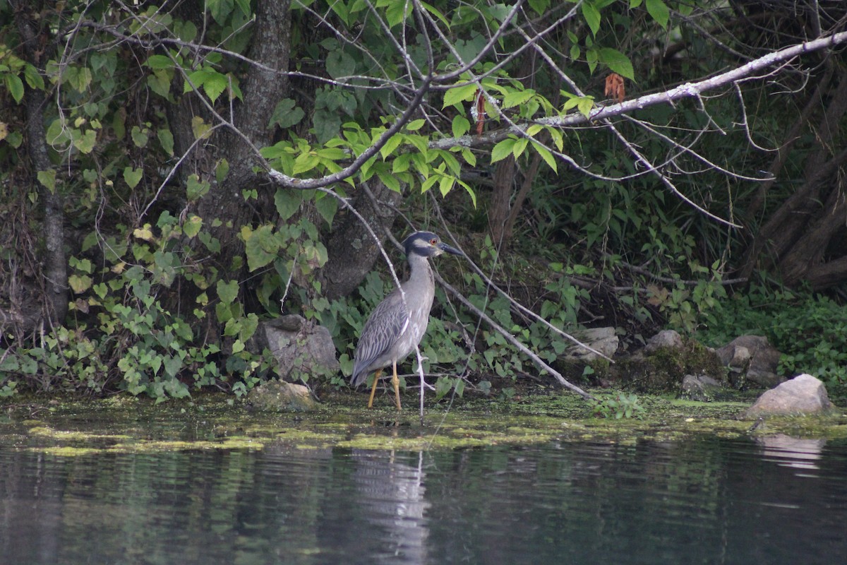 Yellow-crowned Night Heron - ML637551785