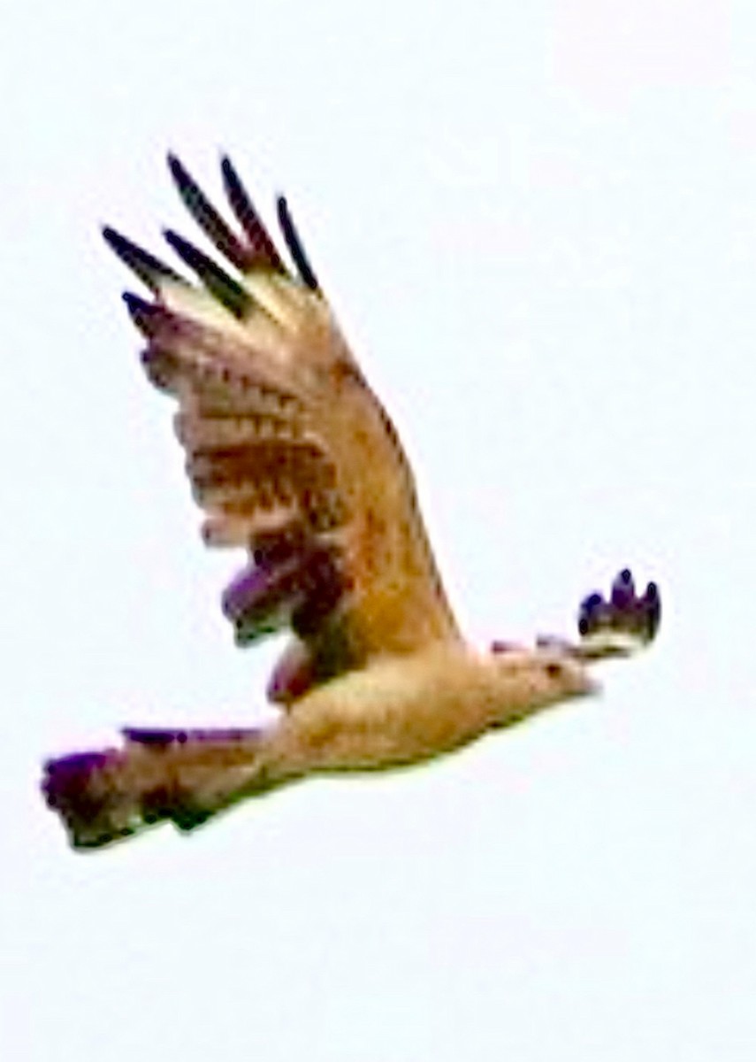 Yellow-headed Caracara - ML637551790