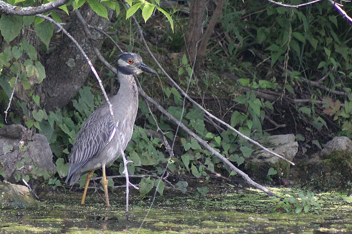 Yellow-crowned Night Heron - ML637551812