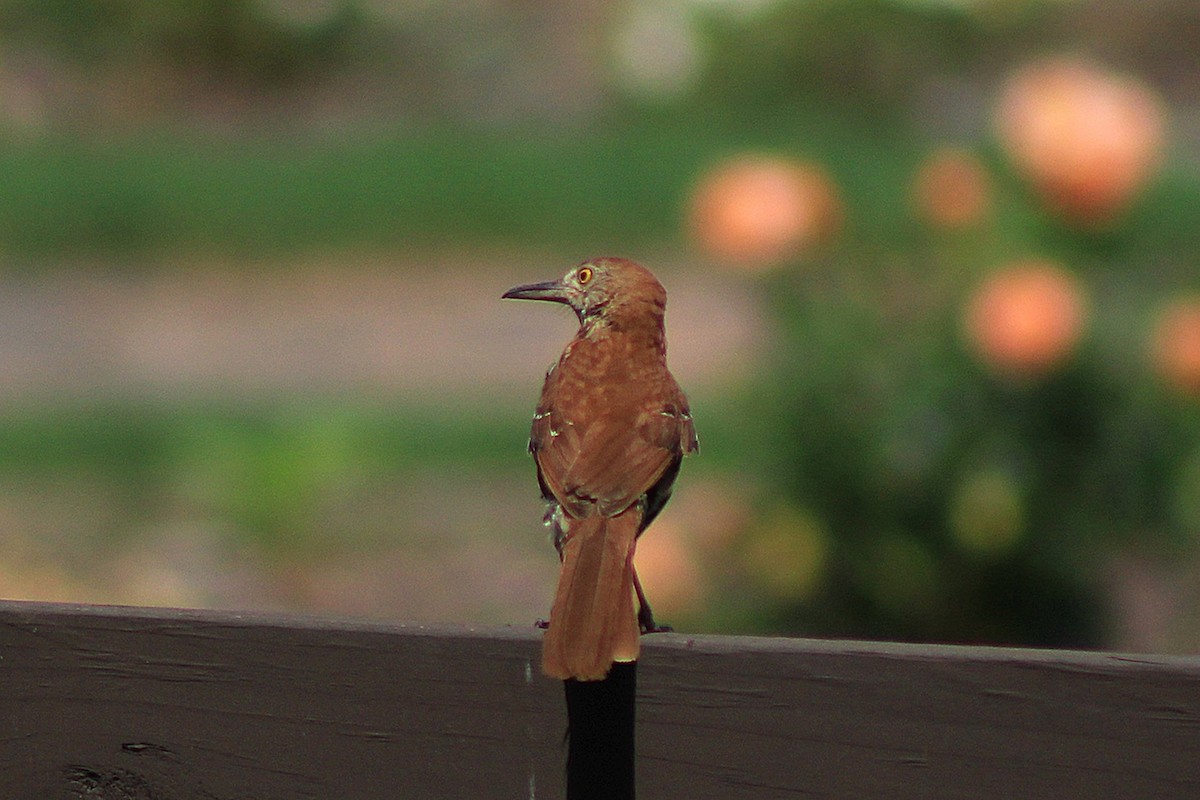 Brown Thrasher - ML637551866