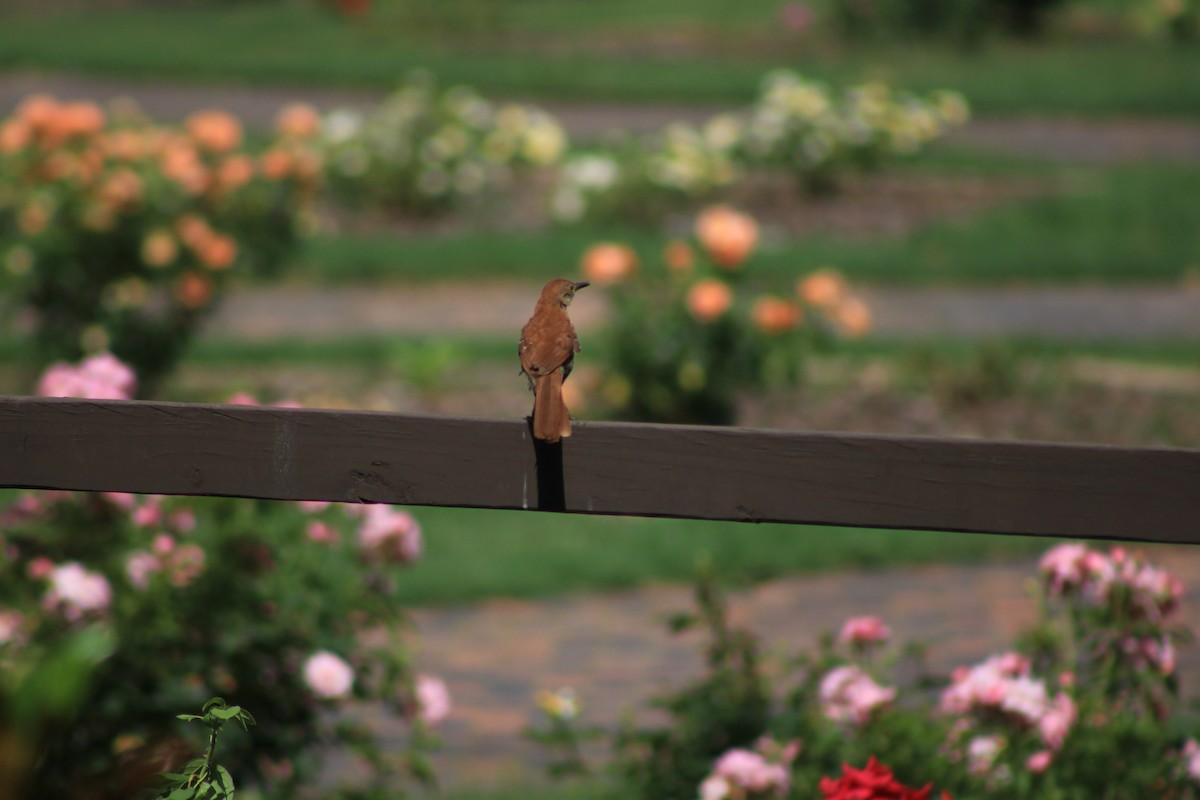 Brown Thrasher - ML637551879