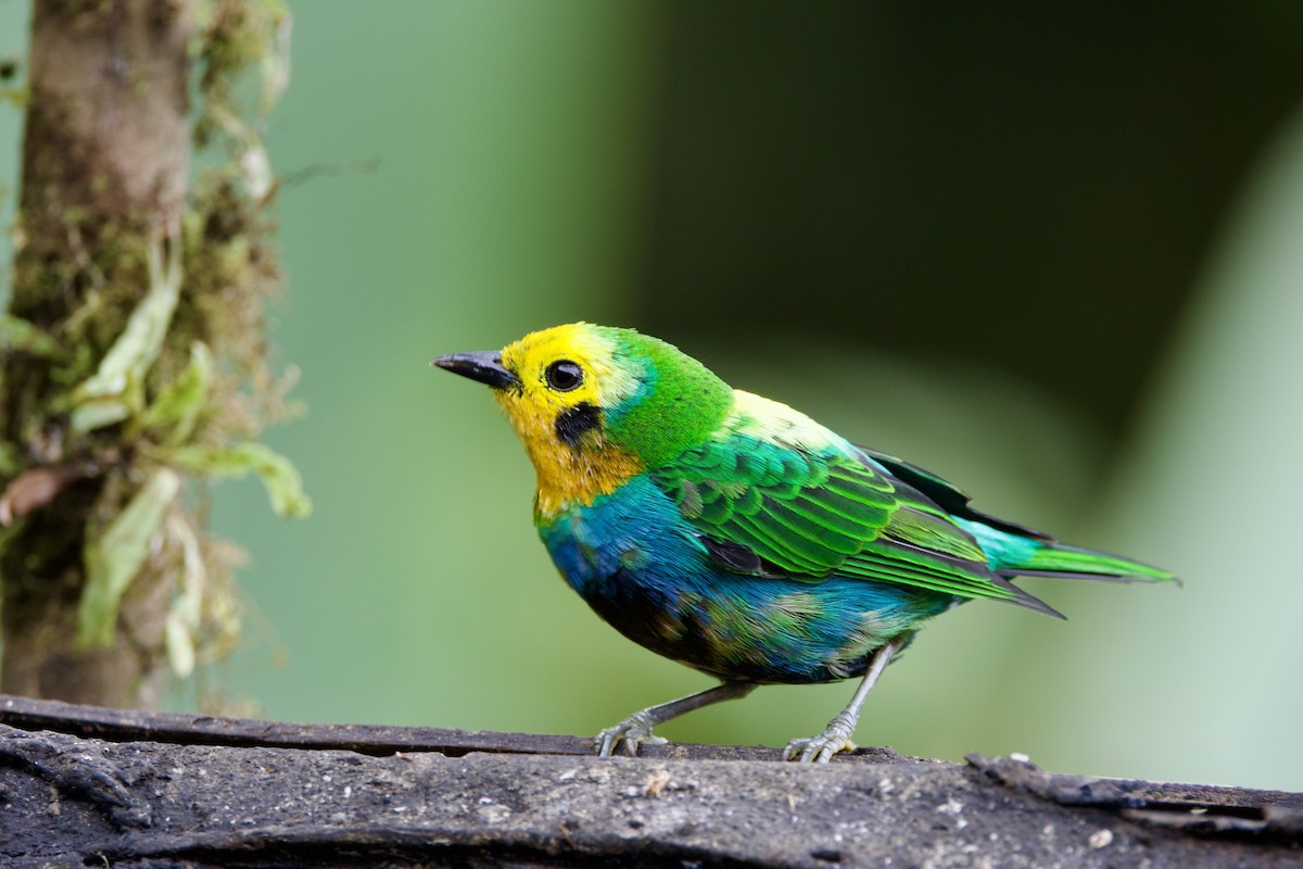 Multicolored Tanager - ML637551882