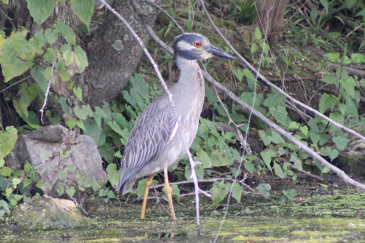Yellow-crowned Night Heron - ML637551894