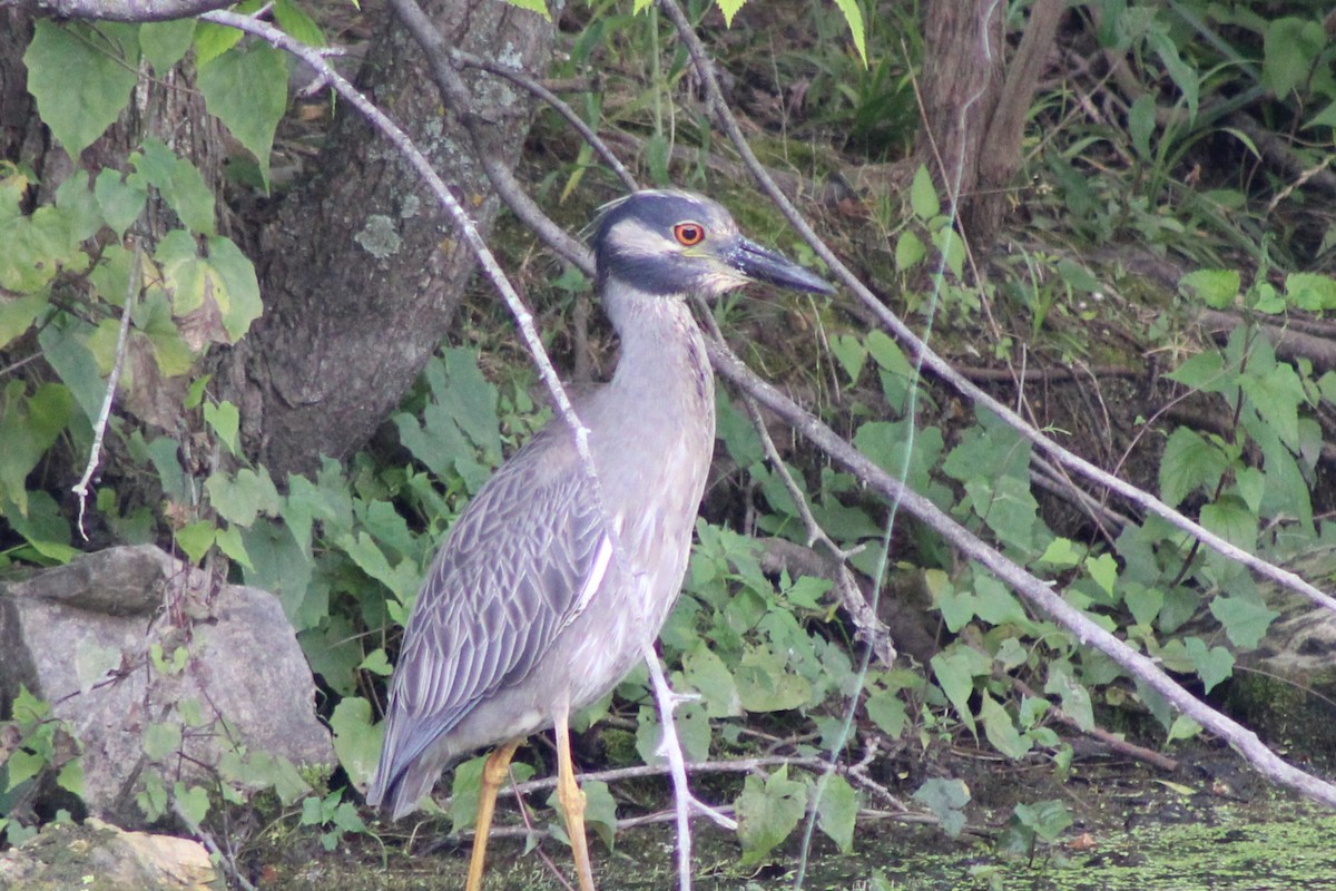 Yellow-crowned Night Heron - ML637551913