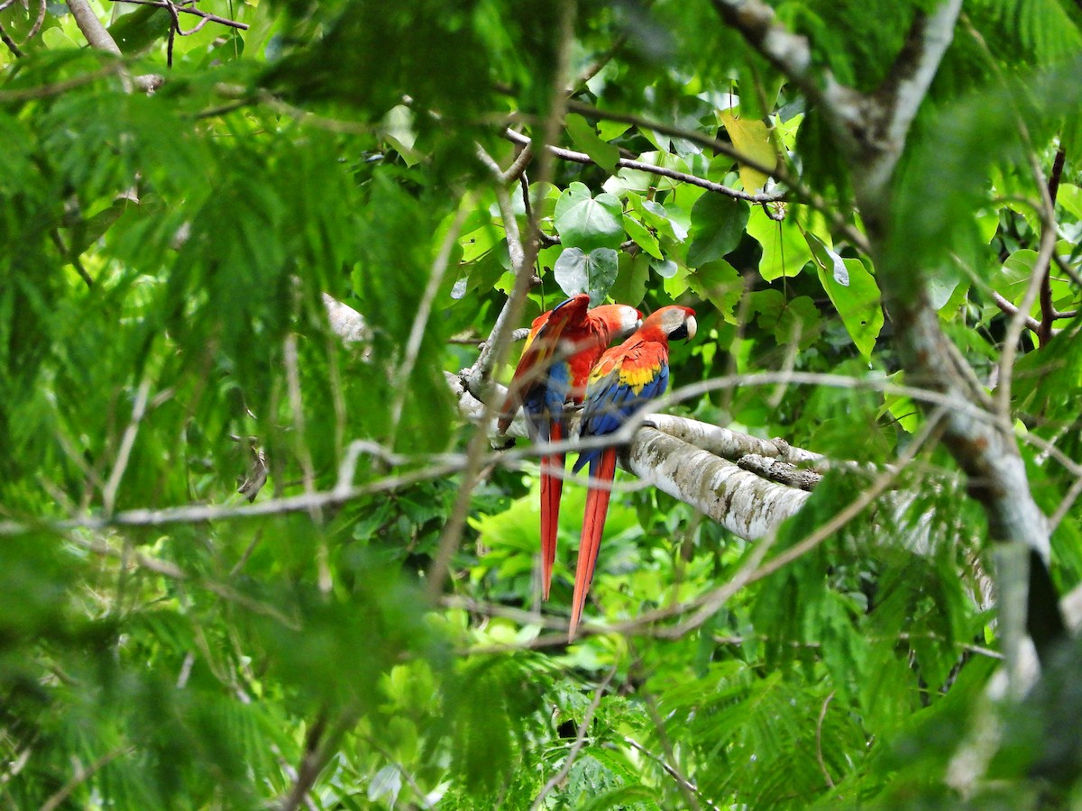 Scarlet Macaw - ML637551932