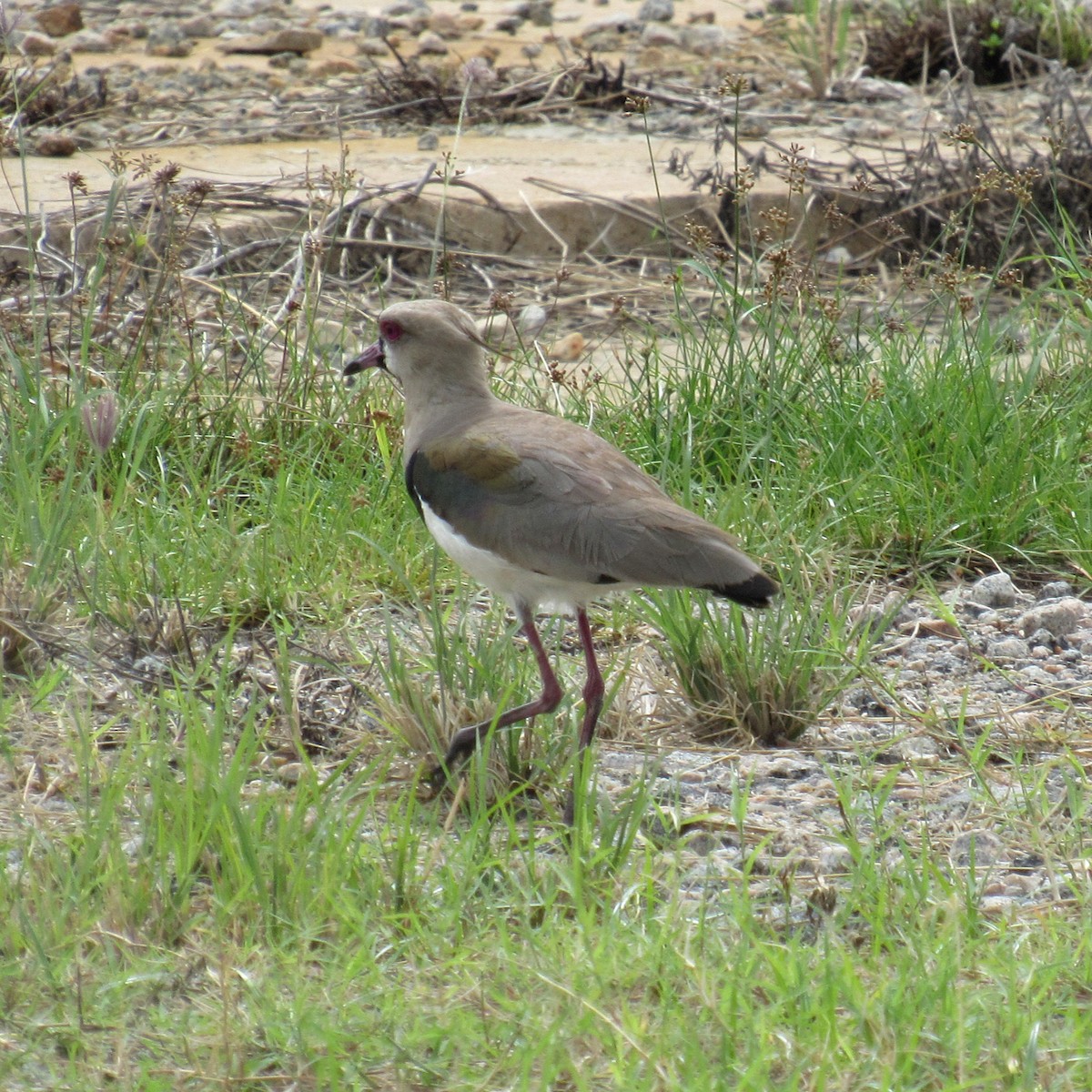Southern Lapwing - ML637551944