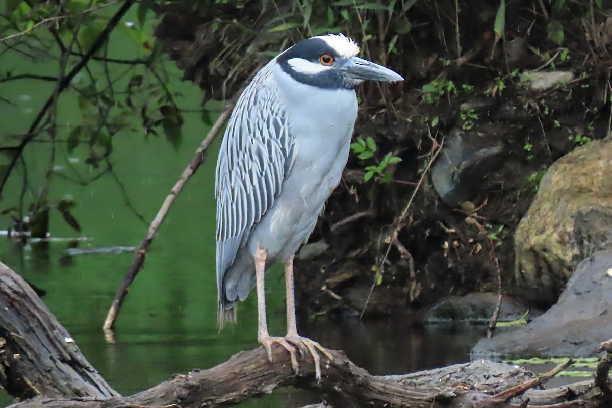 Yellow-crowned Night Heron - ML637551945
