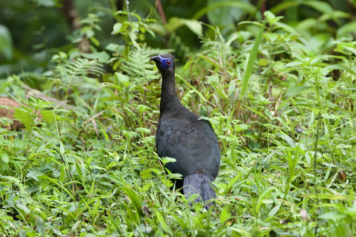 Sickle-winged Guan - ML637551971
