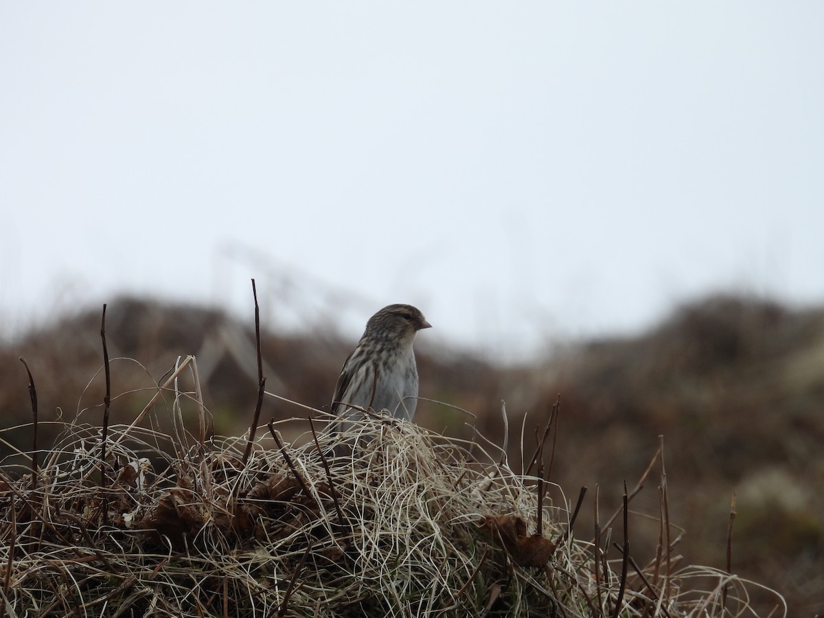 Twite - ML637551973