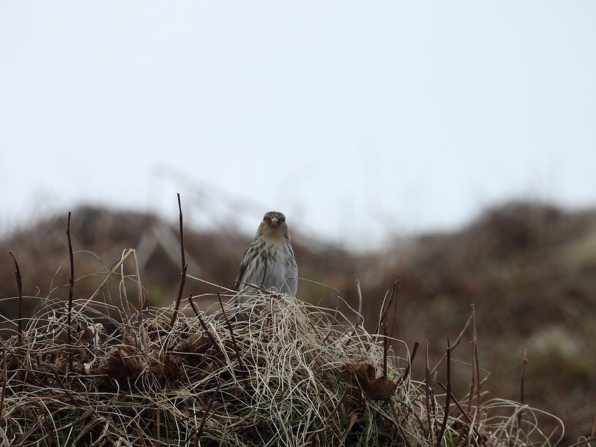 Twite - ML637551974