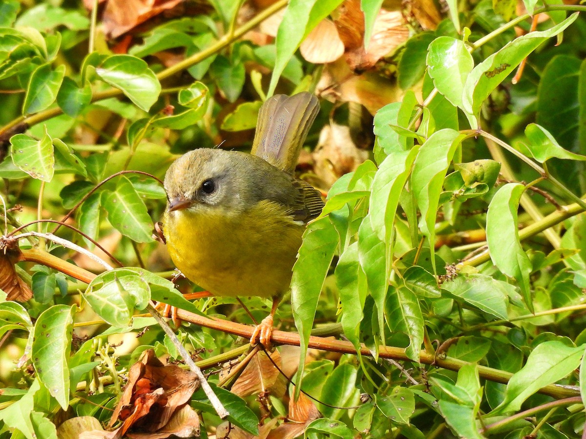 Golden-crowned Warbler - ML637552011