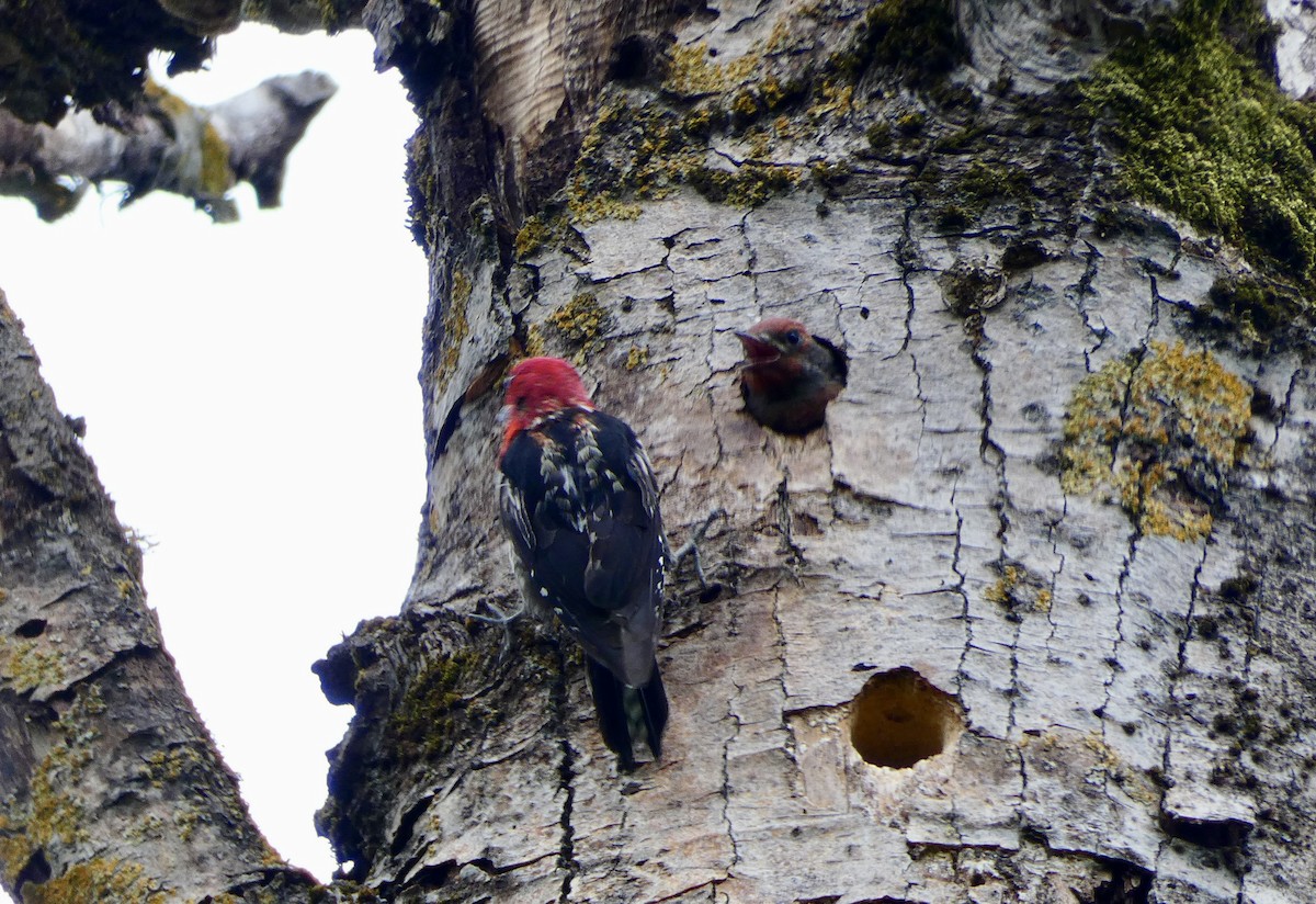 Red-breasted Sapsucker - ML637552122