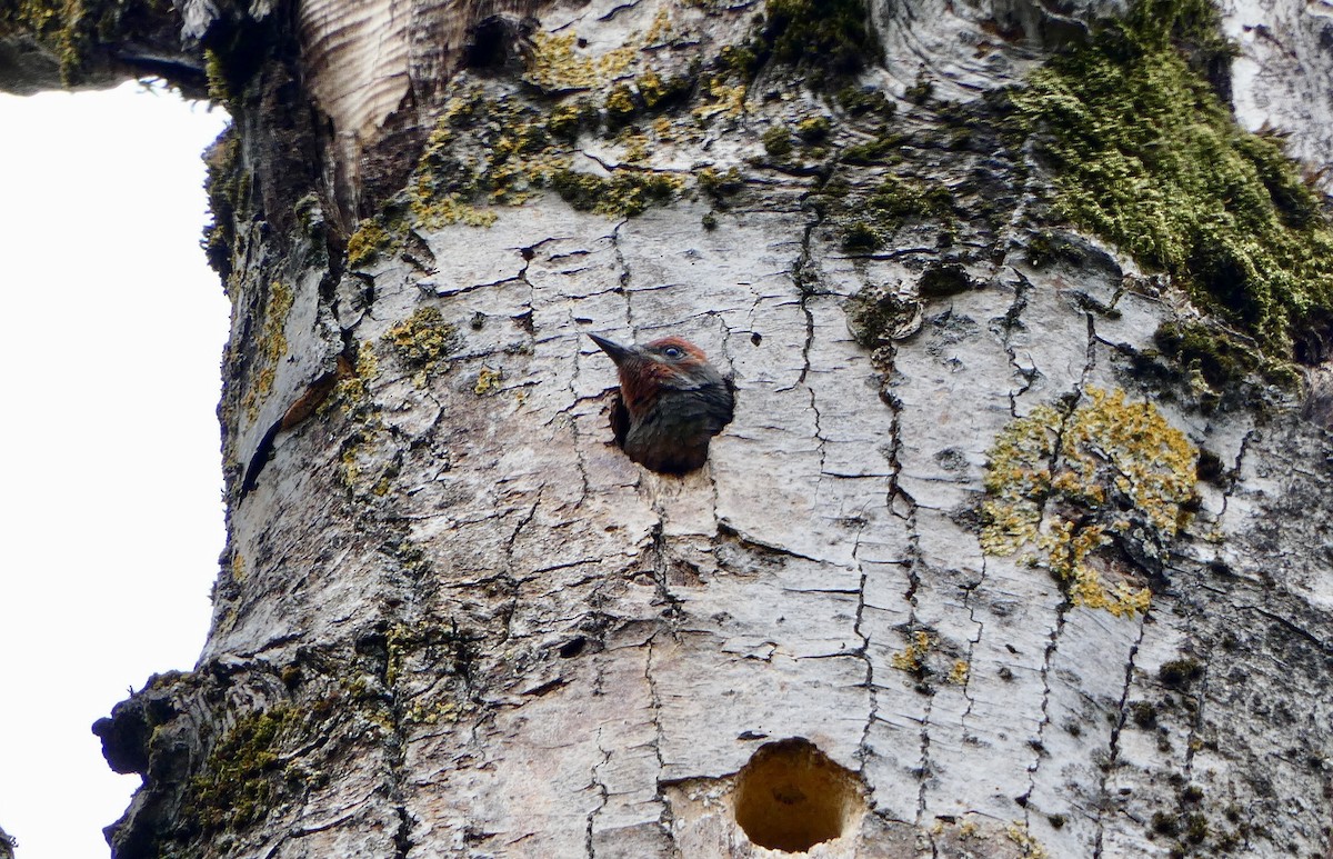 Red-breasted Sapsucker - ML637552123
