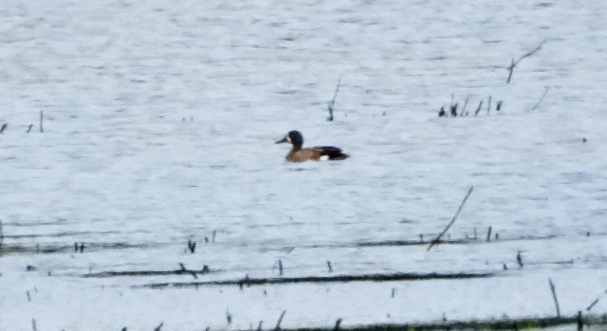 Blue-winged Teal - ML637552126