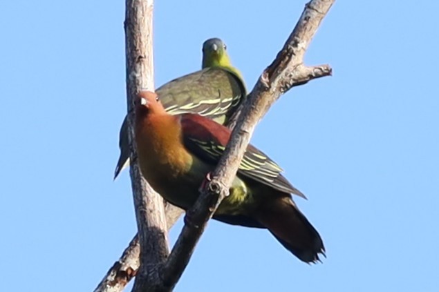 Cinnamon-headed Green-Pigeon - ML637552146