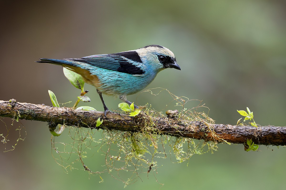 Metallic-green Tanager - ML637552179