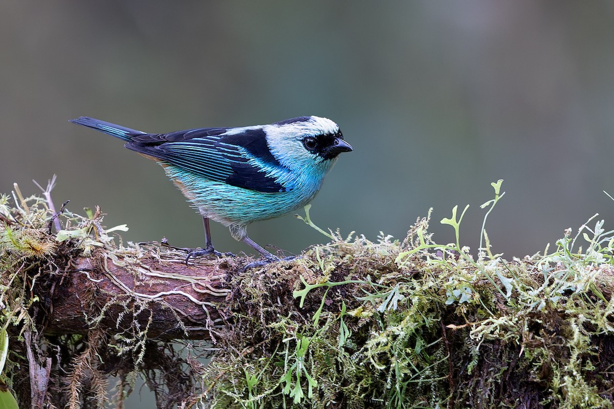 Metallic-green Tanager - ML637552180