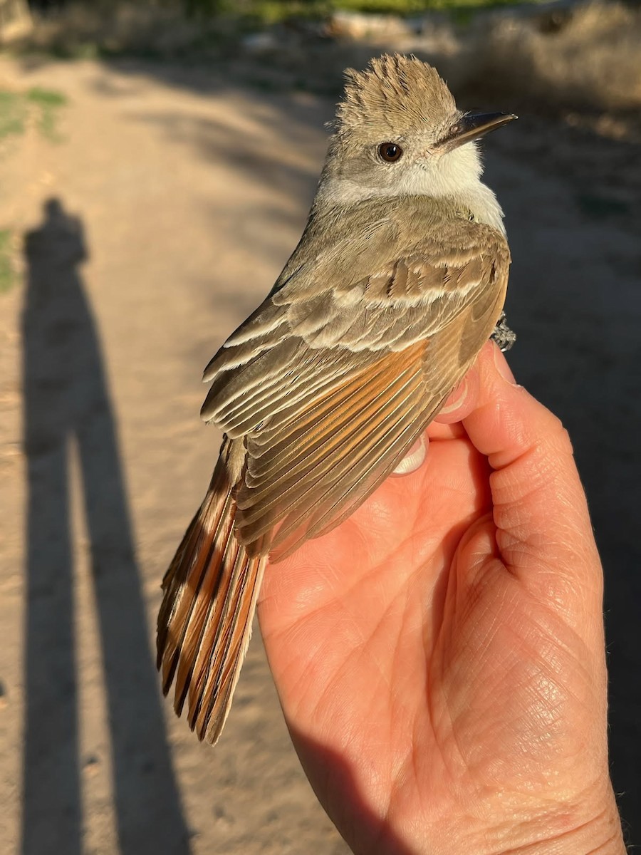 Ash-throated Flycatcher - ML637552202