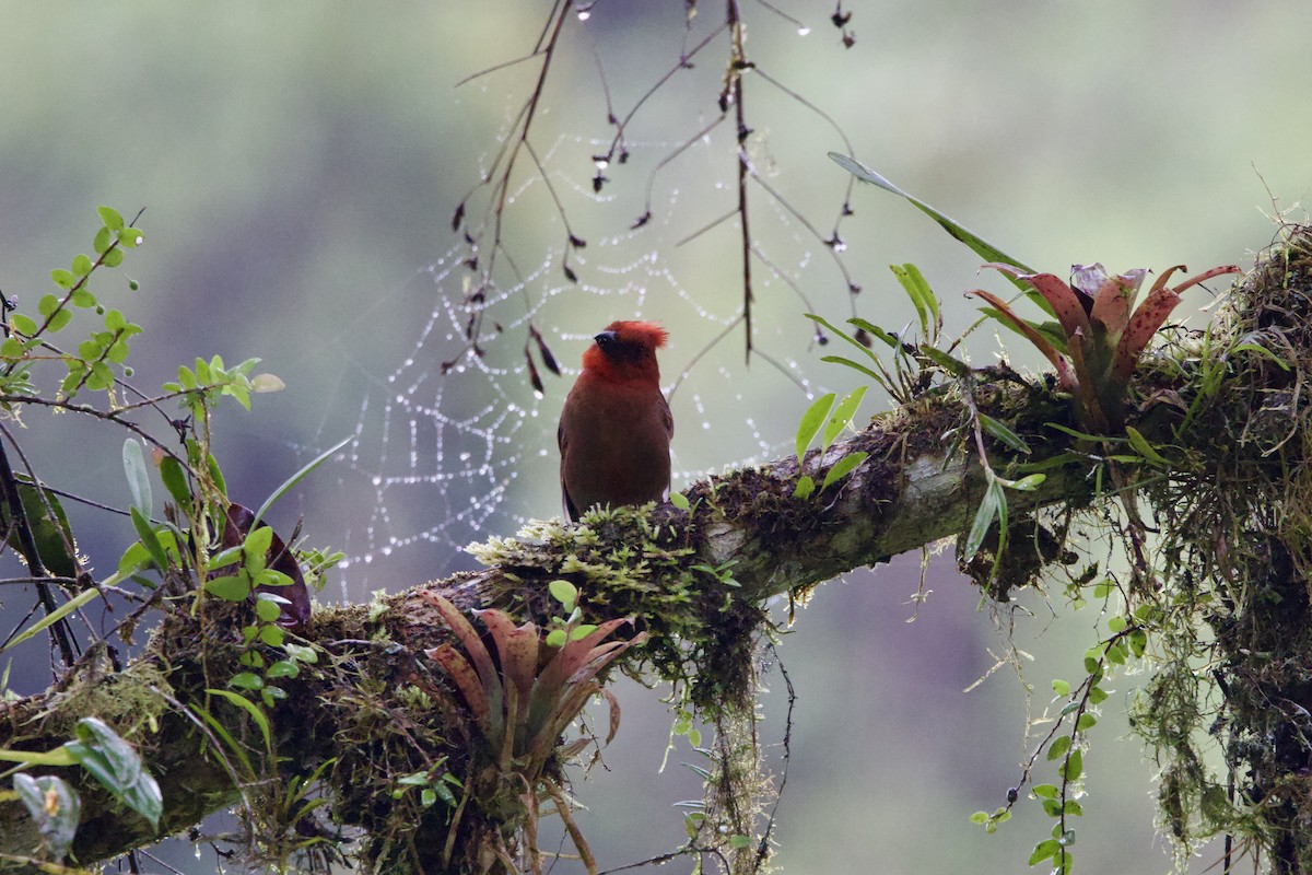 Crested Ant-Tanager - ML637552208