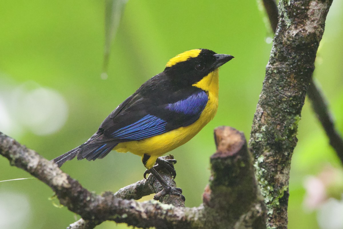 Blue-winged Mountain Tanager - ML637552213
