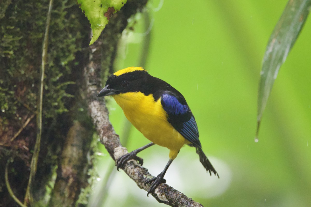 Blue-winged Mountain Tanager - ML637552214